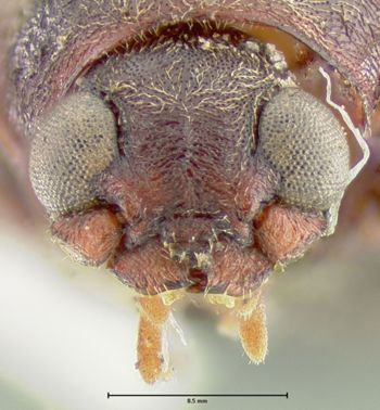Media type: image;   Entomology 31272 Aspect: head frontal view